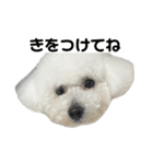 ビションフリーゼのおにぎり（個別スタンプ：17）