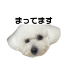 ビションフリーゼのおにぎり（個別スタンプ：18）