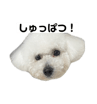 ビションフリーゼのおにぎり（個別スタンプ：19）