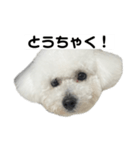 ビションフリーゼのおにぎり（個別スタンプ：20）