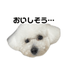 ビションフリーゼのおにぎり（個別スタンプ：21）
