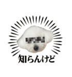 ビションフリーゼのおにぎり（個別スタンプ：25）