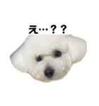 ビションフリーゼのおにぎり（個別スタンプ：28）