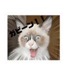 ツキ＆ジェニcat（個別スタンプ：1）