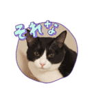 ツキ＆ジェニcat（個別スタンプ：2）