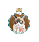 ツキ＆ジェニcat（個別スタンプ：3）