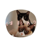 ツキ＆ジェニcat（個別スタンプ：4）