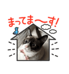 ツキ＆ジェニcat（個別スタンプ：5）