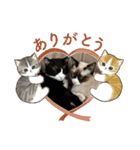 ツキ＆ジェニcat（個別スタンプ：8）