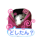 とりねずカフェ（個別スタンプ：1）