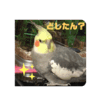 とりねずカフェ（個別スタンプ：2）