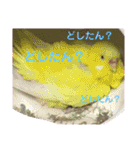 とりねずカフェ（個別スタンプ：4）