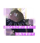 とりねずカフェ（個別スタンプ：7）
