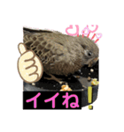 とりねずカフェ（個別スタンプ：10）