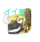 とりねずカフェ（個別スタンプ：11）