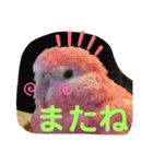 とりねずカフェ（個別スタンプ：15）