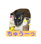 とりねずカフェ（個別スタンプ：19）