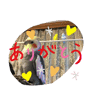 とりねずカフェ（個別スタンプ：29）