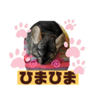 とりねずカフェ（個別スタンプ：34）