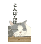 ご挨拶の宝箱❤️モフ猫連合❤️Bigサイズ（個別スタンプ：8）