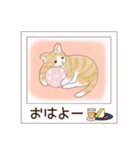 ねこぽら(はる)（個別スタンプ：1）