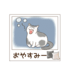 ねこぽら(はる)（個別スタンプ：3）