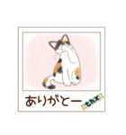 ねこぽら(はる)（個別スタンプ：9）