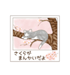 ねこぽら(はる)（個別スタンプ：30）