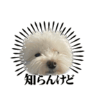 築さん.（個別スタンプ：1）