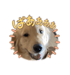 MOROもろ（個別スタンプ：8）