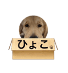 MOROもろ（個別スタンプ：12）