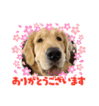 MOROもろ（個別スタンプ：15）