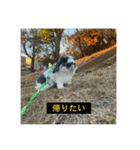 それいけ！うさぎのわさびちゃん（字幕）（個別スタンプ：1）