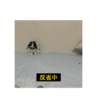 それいけ！うさぎのわさびちゃん（字幕）（個別スタンプ：2）