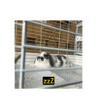 それいけ！うさぎのわさびちゃん（字幕）（個別スタンプ：3）