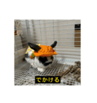 それいけ！うさぎのわさびちゃん（字幕）（個別スタンプ：4）