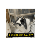 それいけ！うさぎのわさびちゃん（字幕）（個別スタンプ：5）