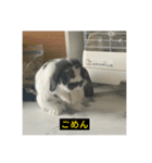 それいけ！うさぎのわさびちゃん（字幕）（個別スタンプ：6）