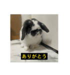 それいけ！うさぎのわさびちゃん（字幕）（個別スタンプ：7）