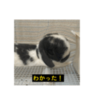 それいけ！うさぎのわさびちゃん（字幕）（個別スタンプ：8）