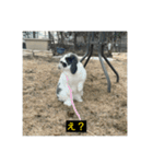 それいけ！うさぎのわさびちゃん（字幕）（個別スタンプ：9）