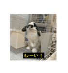 それいけ！うさぎのわさびちゃん（字幕）（個別スタンプ：11）