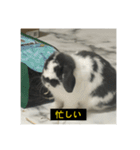 それいけ！うさぎのわさびちゃん（字幕）（個別スタンプ：15）
