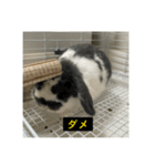 それいけ！うさぎのわさびちゃん（字幕）（個別スタンプ：16）
