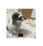 それいけ！うさぎのわさびちゃん（字幕）（個別スタンプ：17）