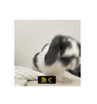 それいけ！うさぎのわさびちゃん（字幕）（個別スタンプ：21）