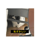 それいけ！うさぎのわさびちゃん（字幕）（個別スタンプ：22）