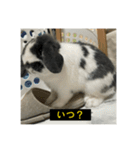 それいけ！うさぎのわさびちゃん（字幕）（個別スタンプ：24）