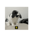 それいけ！うさぎのわさびちゃん（字幕）（個別スタンプ：29）