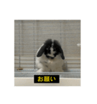 それいけ！うさぎのわさびちゃん（字幕）（個別スタンプ：30）
